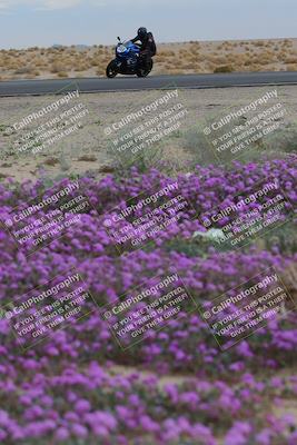 media/Jan-14-2023-SoCal Trackdays (Sat) [[497694156f]]/Turn 14 Exit Bloomig (145pm)/